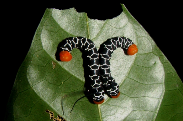 Lagarta de borboleta na região do rio Cristalino, Amazônia - Foto: Fábio Paschoal