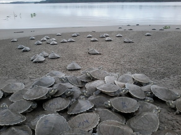 Filhotes de tartaruga-da-amazônia (Podocnemis expansa) se dirigem para o rio - Foto: Vanielle Medeiros