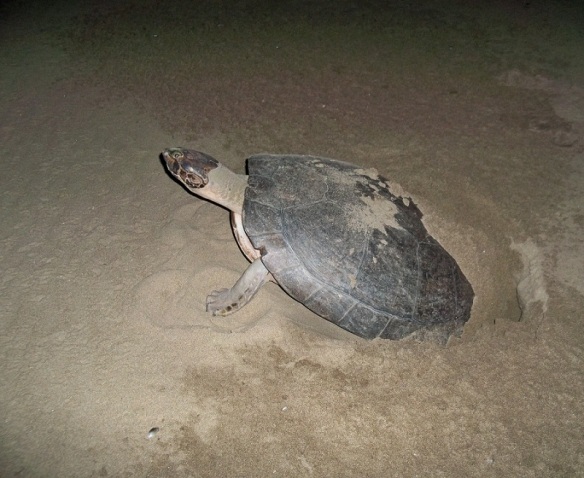 Fêmea de tartaruga-da-Amazônia desovando em uma praia na Reserva Mamirauá. Status na IUCN (União Internacional para a Conservação da Natureza, na sigla em inglês): Pouco preocupante - Foto: Ana Júlia Lenz