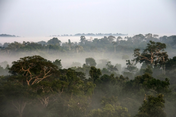 Na Amazônia, após uma noite de chuva, o dia amanhece com uma névoa misteriosa – Foto: Fábio Paschoal